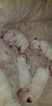 Small Photo #15 Bull Terrier Puppy For Sale in JACKSON, MI, USA