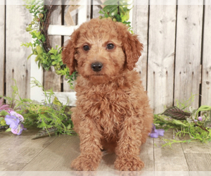Goldendoodle (Miniature) Puppy for sale in MOUNT VERNON, OH, USA