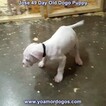 Small Photo #134 Dogo Argentino Puppy For Sale in JANE, MO, USA