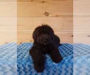Goldendoodle Puppy for sale in SALEM, MO, USA