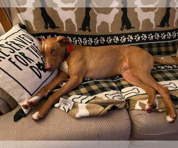 Medium Photo #13 American Pit Bull Terrier-Blue Lacy Mix Puppy For Sale in Rockaway, NJ, USA