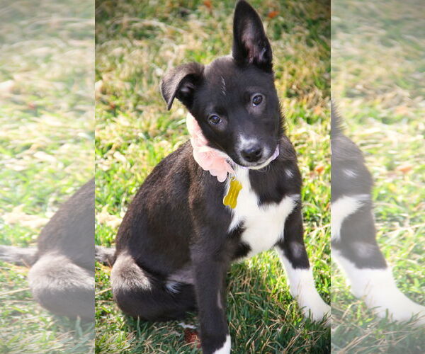 Medium Photo #1 Mutt Puppy For Sale in Sandy, UT, USA
