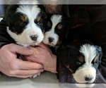 Small Photo #2 Bernese Mountain Dog Puppy For Sale in BONNERS FERRY, ID, USA