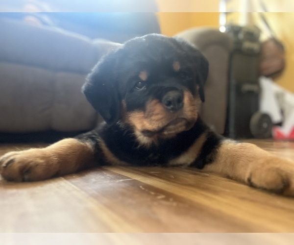 Medium Photo #6 Rottweiler Puppy For Sale in BUSKIRK, NY, USA