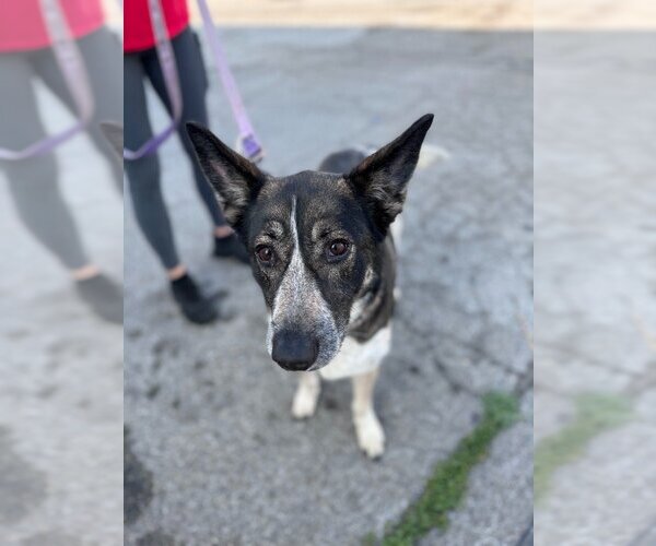 Medium Photo #11 Mutt Puppy For Sale in Lake Forest, CA, USA