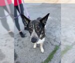 Small #10 Mutt