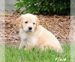 Small Photo #2 Golden Retriever Puppy For Sale in NAPPANEE, IN, USA