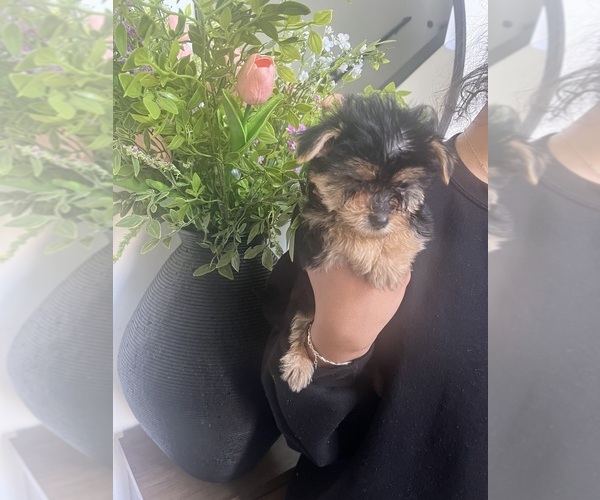 Medium Photo #1 Morkie-Yorkie-ton Mix Puppy For Sale in PLAINFIELD, IL, USA