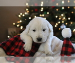 Small Photo #4 English Cream Golden Retriever Puppy For Sale in DUNDEE, OH, USA