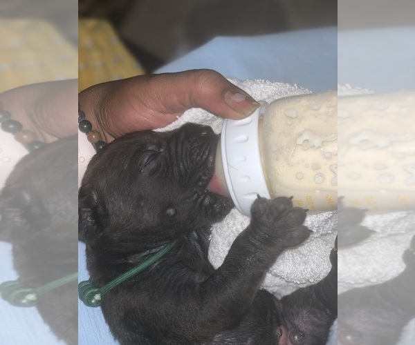 Medium Photo #137 Boerboel Puppy For Sale in LAS CRUCES, NM, USA