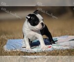 Small Photo #7 Boston Terrier Puppy For Sale in LAMAR, MO, USA