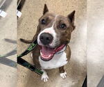 Small #38 American Pit Bull Terrier Mix