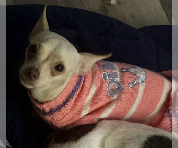 Medium Photo #4 Chihuahua-Unknown Mix Puppy For Sale in Sanford, FL, USA