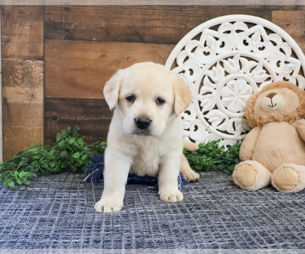 Medium Photo #4 Labrador Retriever Puppy For Sale in SYRACUSE, IN, USA