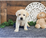 Small #3 Labrador Retriever