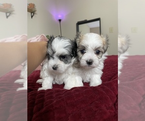 Mal-Shi Puppy for sale in SAVANNAH, GA, USA