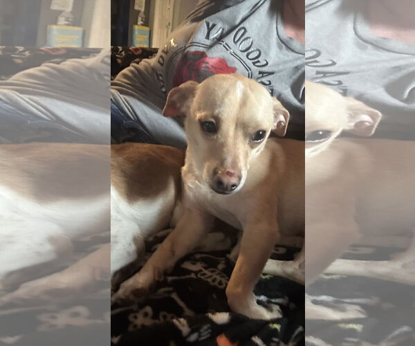 Medium Photo #3 Chihuahua-Unknown Mix Puppy For Sale in Ball Ground, GA, USA