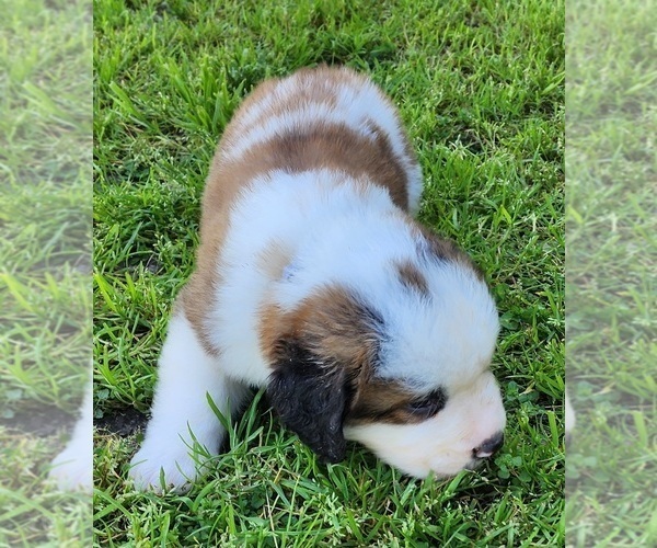 Medium Photo #28 Saint Bernard Puppy For Sale in TURLOCK, CA, USA