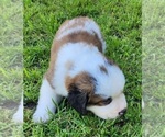 Small Photo #28 Saint Bernard Puppy For Sale in TURLOCK, CA, USA
