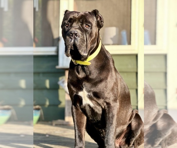Medium Photo #1 Cane Corso Puppy For Sale in CHERRYVILLE, MO, USA