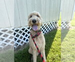 Small #1 Poodle (Standard)