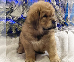 Small Photo #3 Tibetan Mastiff Puppy For Sale in NAPA, CA, USA