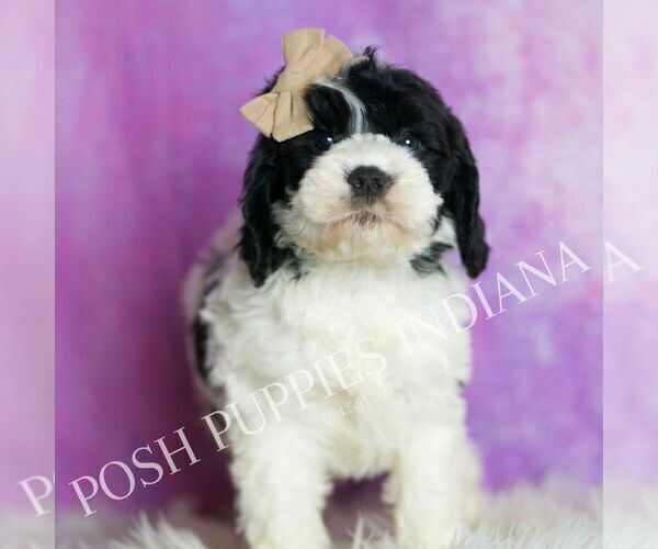 Medium Photo #8 Cavapoo (Miniature) Puppy For Sale in WARSAW, IN, USA