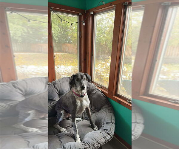 Medium Photo #2 German Shorthaired Pointer-Great Dane Mix Puppy For Sale in Bullard, TX, USA