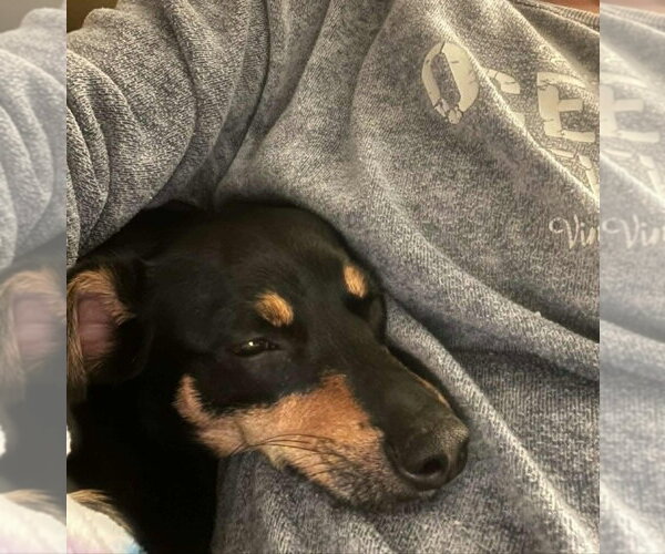Medium Photo #2 Doxie-Pin Puppy For Sale in Springdale, PA, USA
