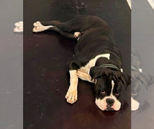 Medium Photo #2 Boxer Puppy For Sale in Austin, TX, USA