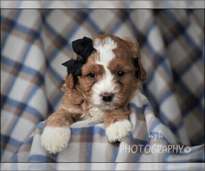 Cavapoo Puppy for Sale in ALPHA, Kentucky USA