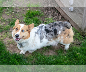Mother of the Pembroke Welsh Corgi puppies born on 03/17/2026