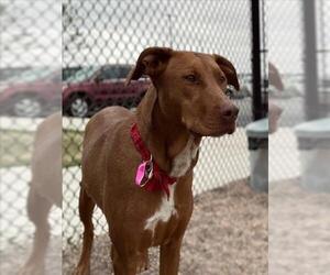 Doberman Pinscher-Unknown Mix Dogs for adoption in Fort Collins, CO, USA