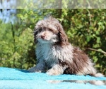 Small #14 ShihPoo