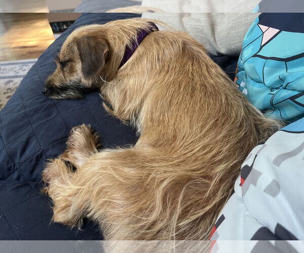 Medium Photo #3 Dachshund-Unknown Mix Puppy For Sale in Holly Springs, NC, USA