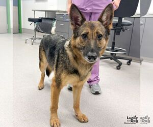 German Shepherd Dog-Unknown Mix Dogs for adoption in Washington, DC, USA
