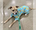 Small #6 Black Mouth Cur-Whippet Mix