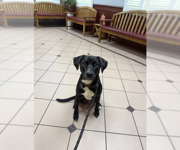 Medium Photo #1 Labrador Retriever-Unknown Mix Puppy For Sale in Miami, FL, USA