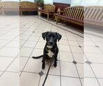 COURTESY POST: Lula - Female Labrador Retriever-Unknown Mix Dog for Adoption - Small photo