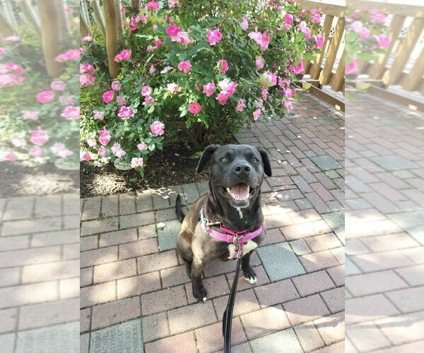 Medium Photo #21 American Staffordshire Terrier-Labrador Retriever Mix Puppy For Sale in Sayreville, NJ, NJ, USA