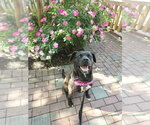 Small Photo #21 American Staffordshire Terrier-Labrador Retriever Mix Puppy For Sale in Sayreville, NJ, NJ, USA