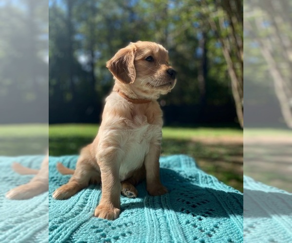 Medium Photo #1 Golden Retriever Puppy For Sale in BUTNER, NC, USA