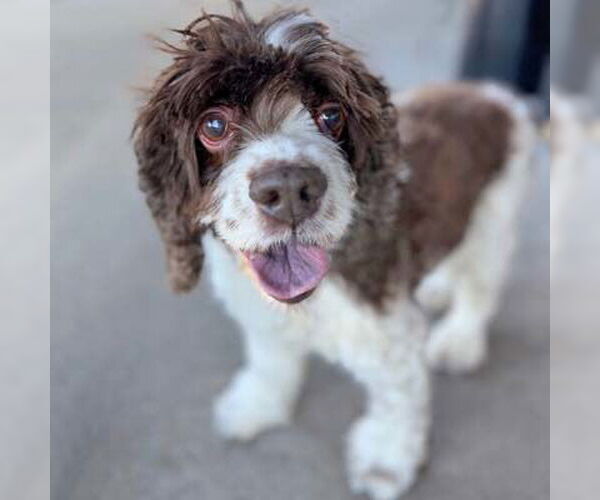 Medium Photo #23 Cocker Spaniel Puppy For Sale in Arlington, VA, USA
