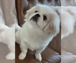 Oakley - Female Pekingese Puppy for Sale - Photo #4