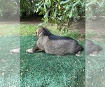 Small #1 German Shepherd Dog
