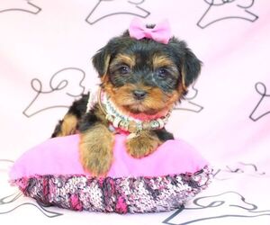 Yorkshire Terrier Dog for Adoption in LAS VEGAS, Nevada USA