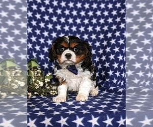 Cavalier King Charles Spaniel Puppy for sale in QUARRYVILLE, PA, USA