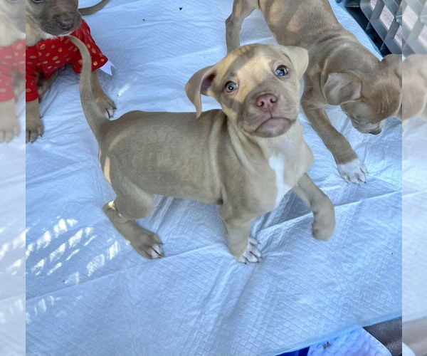 Medium Photo #4 Mutt Puppy For Sale in Mooresville, NC, USA