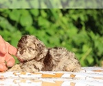 Small #8 ShihPoo