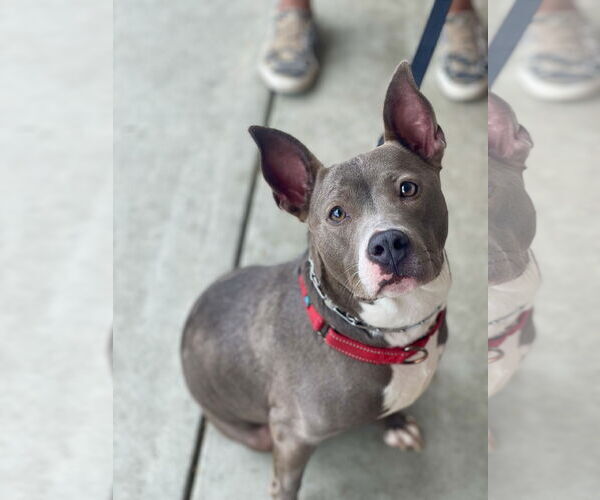 Medium Photo #22 Mutt Puppy For Sale in Mount Laurel, NJ, USA